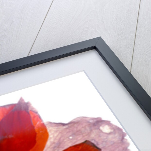 Begonia Round, 2011 by Julia McLemore