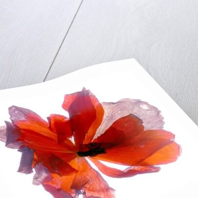 Begonia Round, 2011 by Julia McLemore