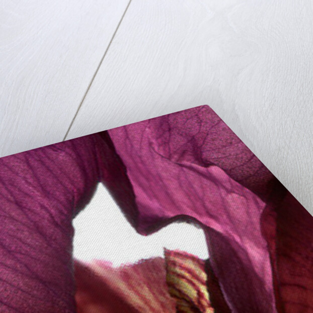 Iris Shrine Purple, 2011 by Julia McLemore