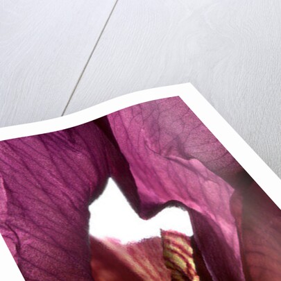 Iris Shrine Purple, 2011 by Julia McLemore