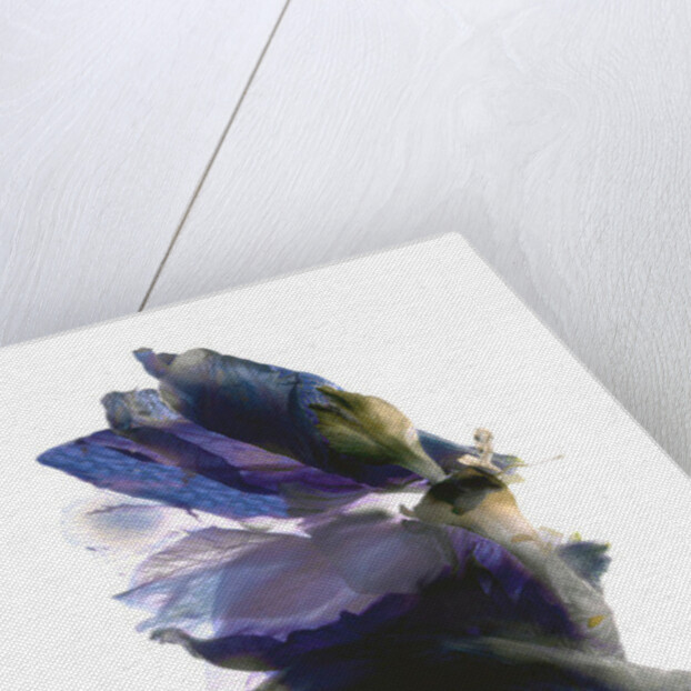 Delphinium Dance, 2009 by Julia McLemore