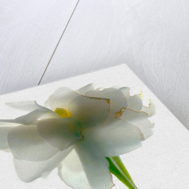 Gardenia Float, 2011 by Julia McLemore