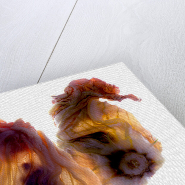 Zucchini Blossom Duo, 2009 by Julia McLemore