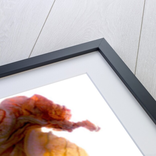 Zucchini Blossom Duo, 2009 by Julia McLemore