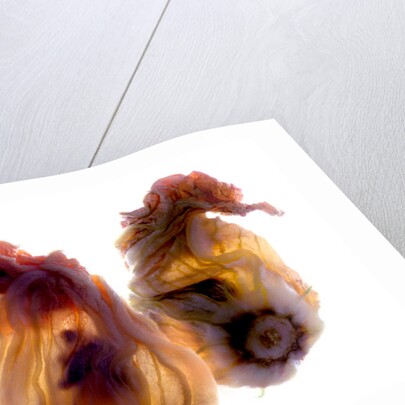 Zucchini Blossom Duo, 2009 by Julia McLemore