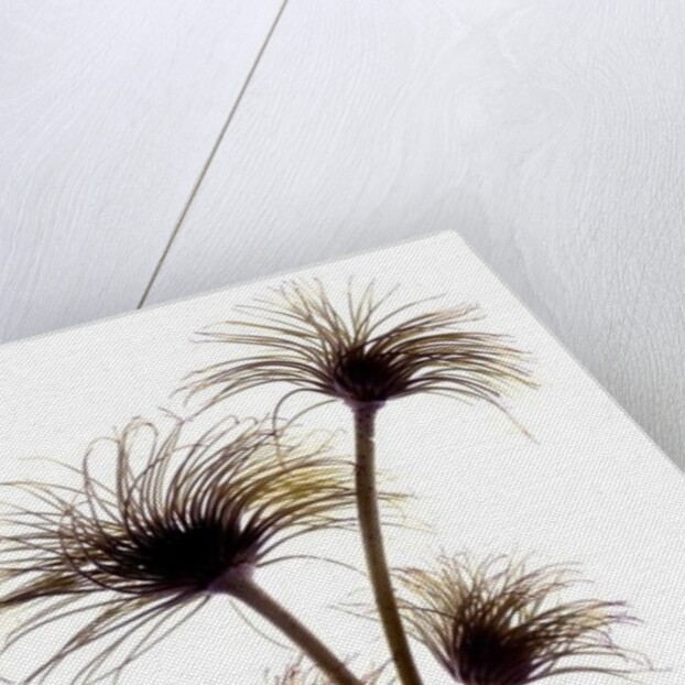Clematis Buds, 2010 by Julia McLemore