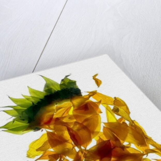Chiquita Sunflower, 2013 by Julia McLemore