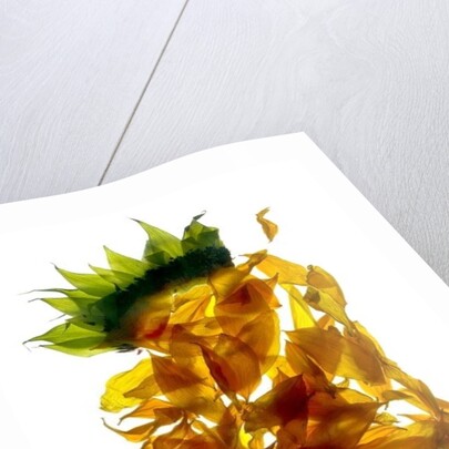 Chiquita Sunflower, 2013 by Julia McLemore