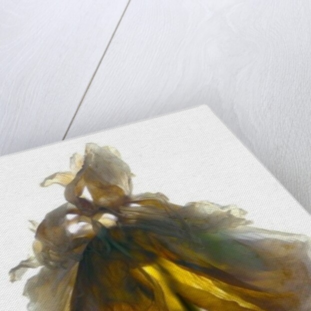 Peony Stand White, 2012 by Julia McLemore