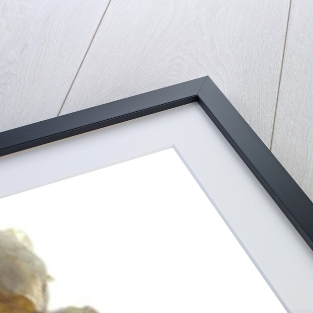 Peony Stand White, 2012 by Julia McLemore