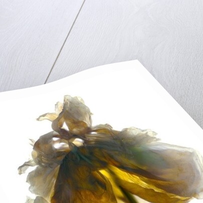 Peony Stand White, 2012 by Julia McLemore