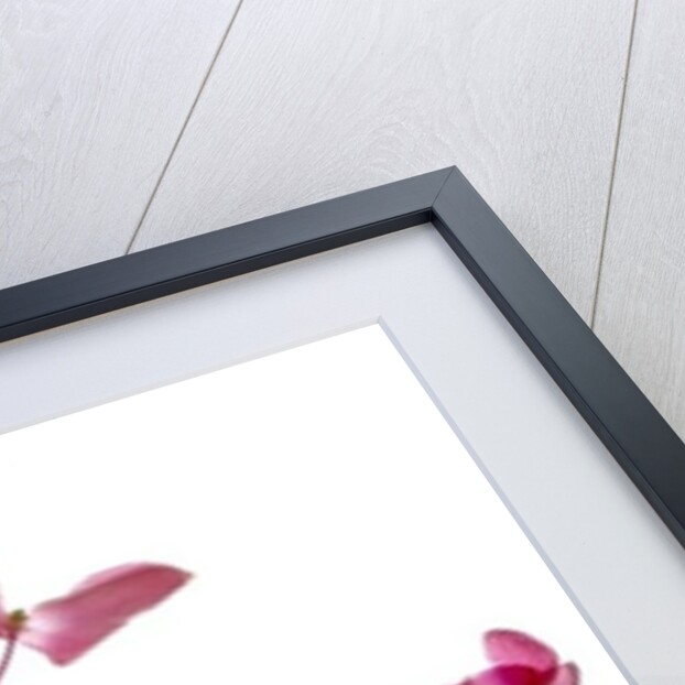 Pink Begonia I, 2014 by Julia McLemore