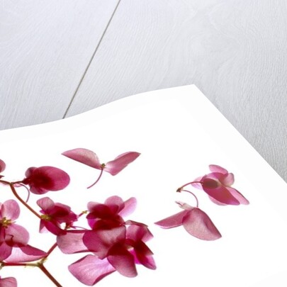 Pink Begonia I, 2014 by Julia McLemore