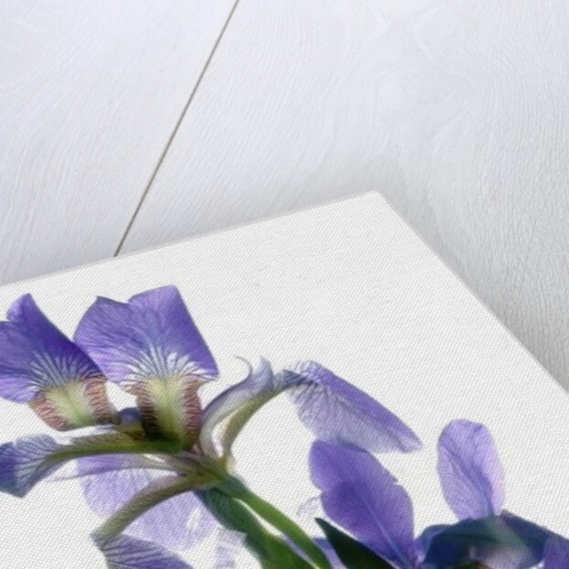 Todd's Iris Dance, 2014 by Julia McLemore