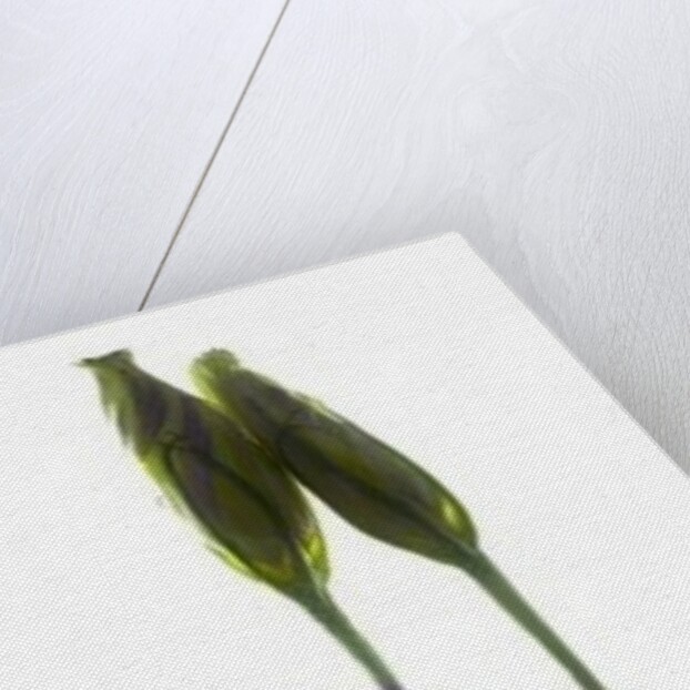 Lisianthus Duo, 2012 by Julia McLemore