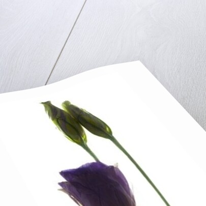 Lisianthus Duo, 2012 by Julia McLemore