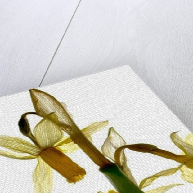 Daffodil Stand, 2012 by Julia McLemore