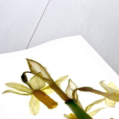 Daffodil Stand, 2012 by Julia McLemore