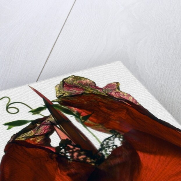 Morning Glory Canna Red, 2009 by Julia McLemore