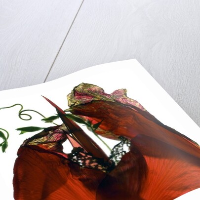 Morning Glory Canna Red, 2009 by Julia McLemore