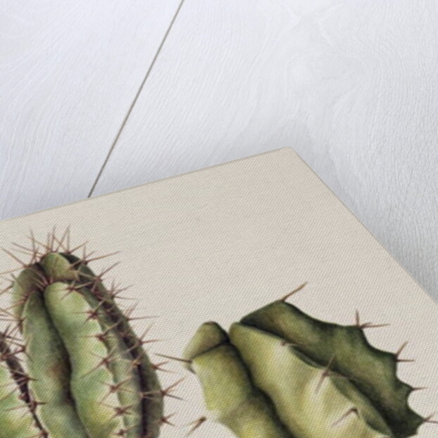 Cacti, 1999 by Annabel Barrett