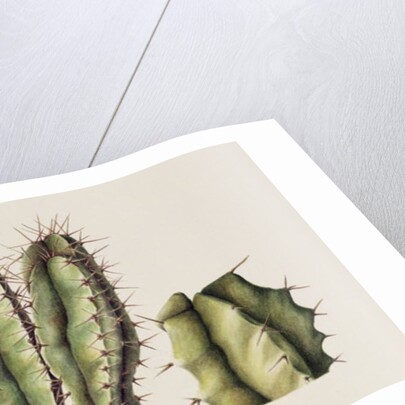 Cacti, 1999 by Annabel Barrett