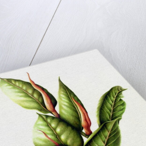 Rubber Plant, 1999 by Annabel Barrett