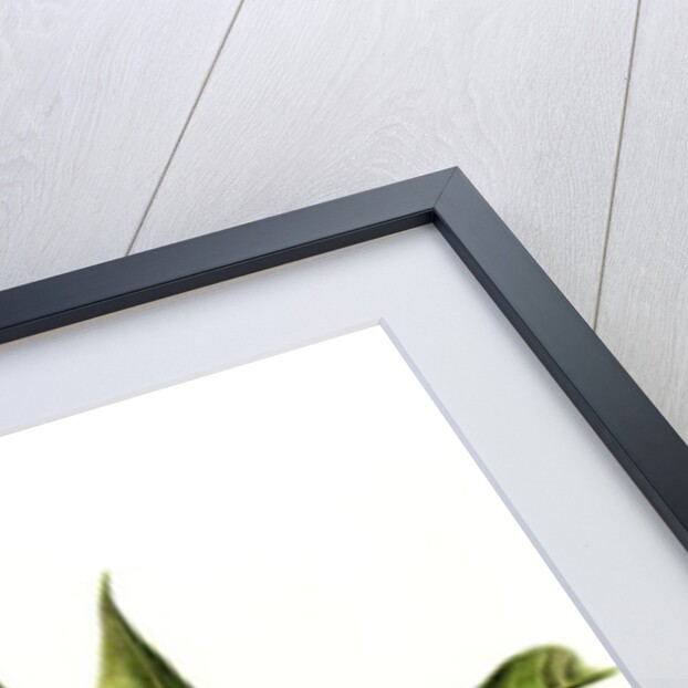 Rubber Plant, 1999 by Annabel Barrett