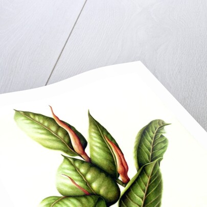 Rubber Plant, 1999 by Annabel Barrett