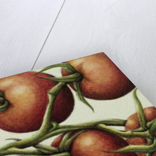 Tomato Vine, 1999 by Annabel Barrett