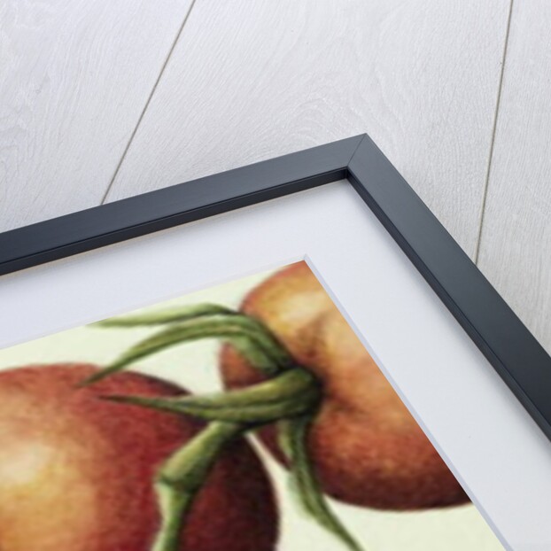 Tomato Vine, 1999 by Annabel Barrett