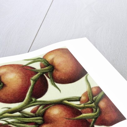 Tomato Vine, 1999 by Annabel Barrett