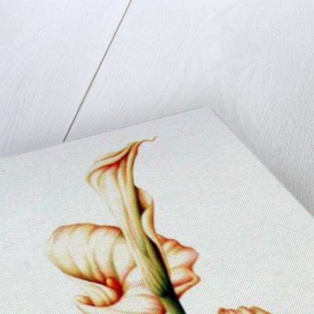 Arum Lily, 2001 by Annabel Barrett