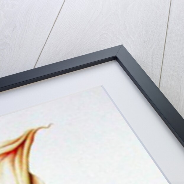 Arum Lily, 2001 by Annabel Barrett