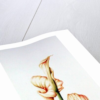 Arum Lily, 2001 by Annabel Barrett