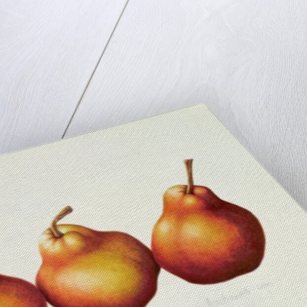 Pears, 2000 by Annabel Barrett