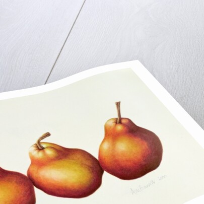 Pears, 2000 by Annabel Barrett