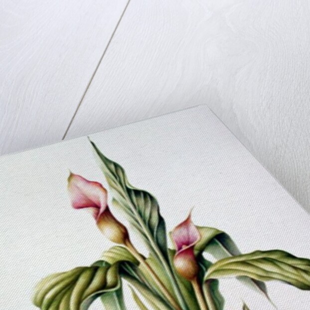 Carla Lily, 2000 by Annabel Barrett