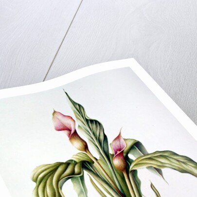 Carla Lily, 2000 by Annabel Barrett