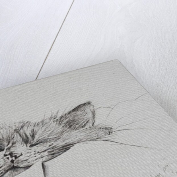 Monty sleepy boy, 2013 by Vincent Alexander Booth