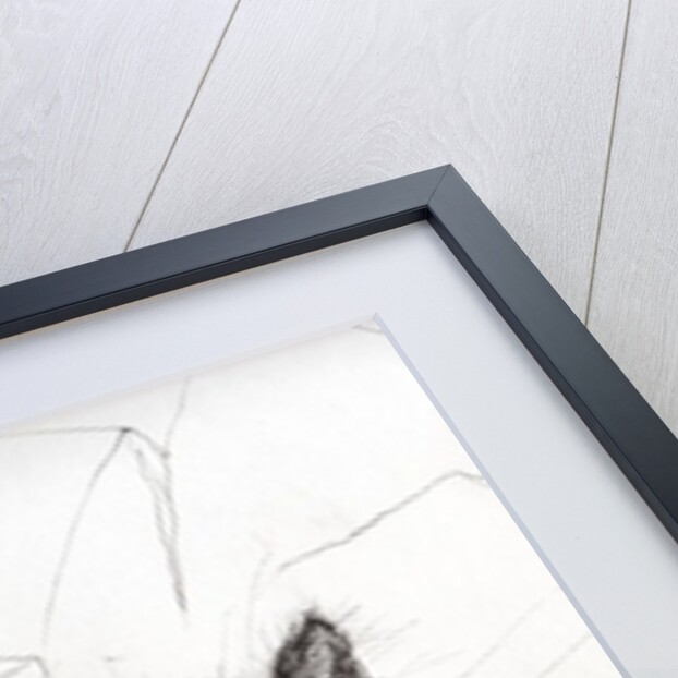 cheeky baby by Vincent Alexander Booth