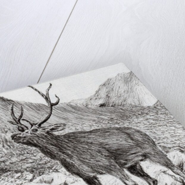 Stag, 2011 by Vincent Alexander Booth