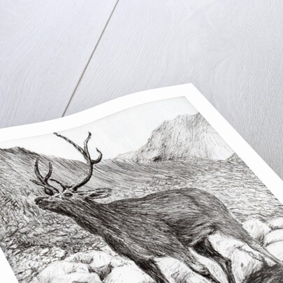 Stag, 2011 by Vincent Alexander Booth