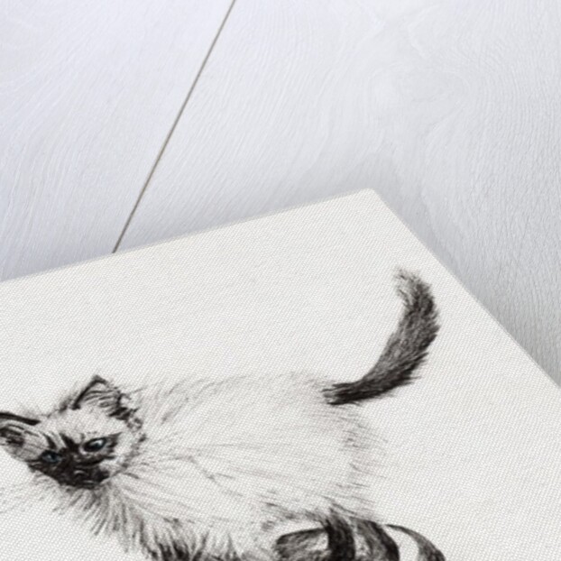 Pudsquiz Belina, 2015 by Vincent Alexander Booth