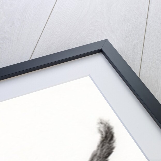 Pudsquiz Belina, 2015 by Vincent Alexander Booth