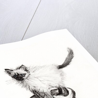 Pudsquiz Belina, 2015 by Vincent Alexander Booth