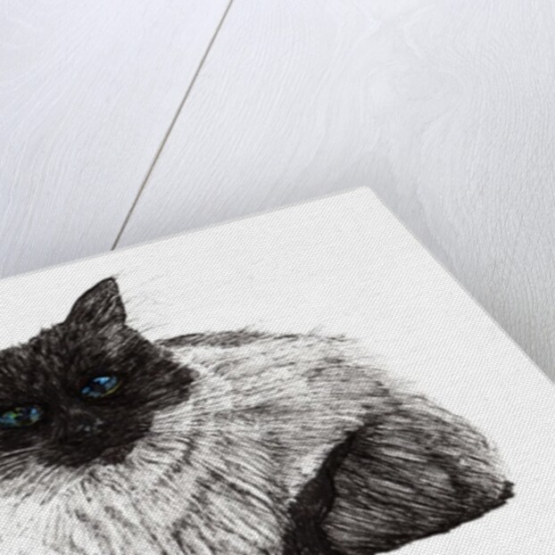 Baby blue eyes by Vincent Alexander Booth