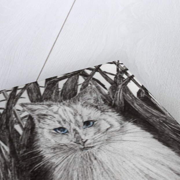 Jungle Monty, 2015 by Vincent Alexander Booth