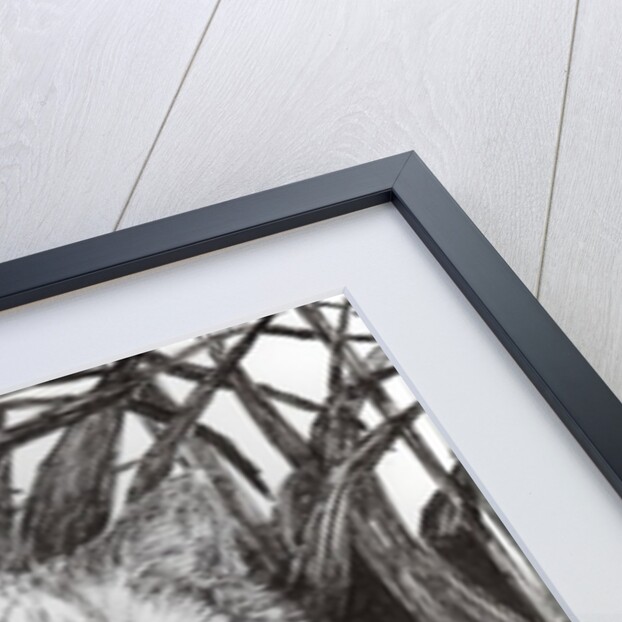 Jungle Monty, 2015 by Vincent Alexander Booth