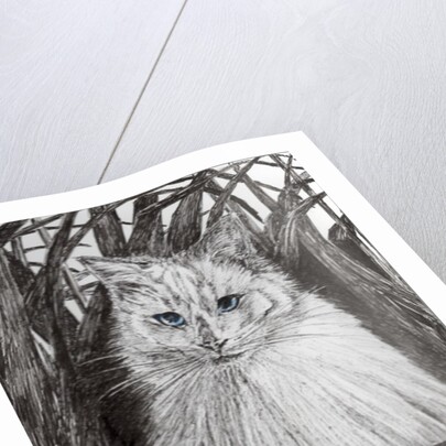 Jungle Monty, 2015 by Vincent Alexander Booth